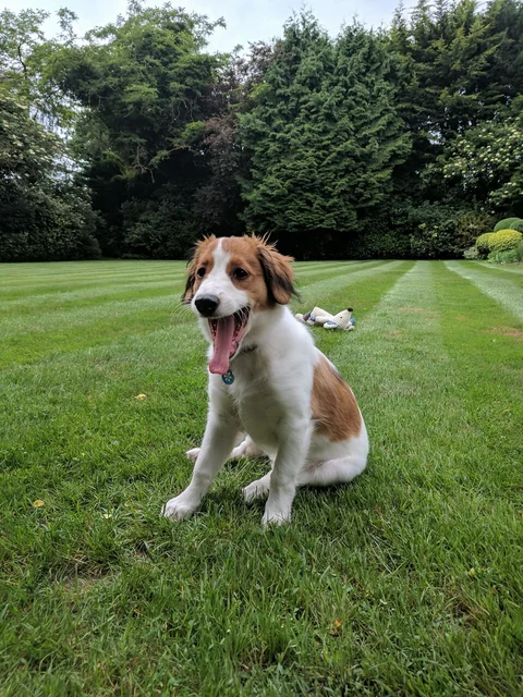 Sechzehn Wochen altes Kooikerhondje sitzt mit geöffnetem Maul auf einer Wiese.