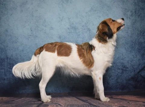 Kooikerhondje steht in seitlicher Ganzkörperansicht vor einem blauen Hintergrund.