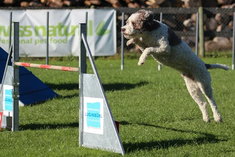 Lagotto Romagnolo springt beim Agility über eine Hürde.