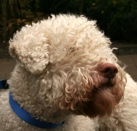 Lagotto Romagnolo mit weißem Lockenfell im Porträt.