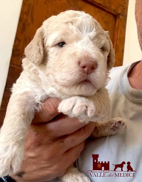 Sehr junger Lagotto-Romagnolo-Welpe wird in einer Hand gehalten.