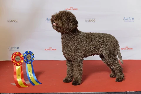 Lagotto Romagnolo in seitlicher Ganzkörperansicht bei einer Ausstellung.