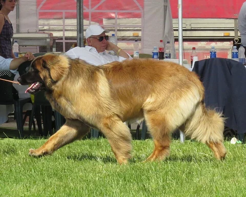 Leonberger trabt an der Leine über das Ausstellungsgelände.