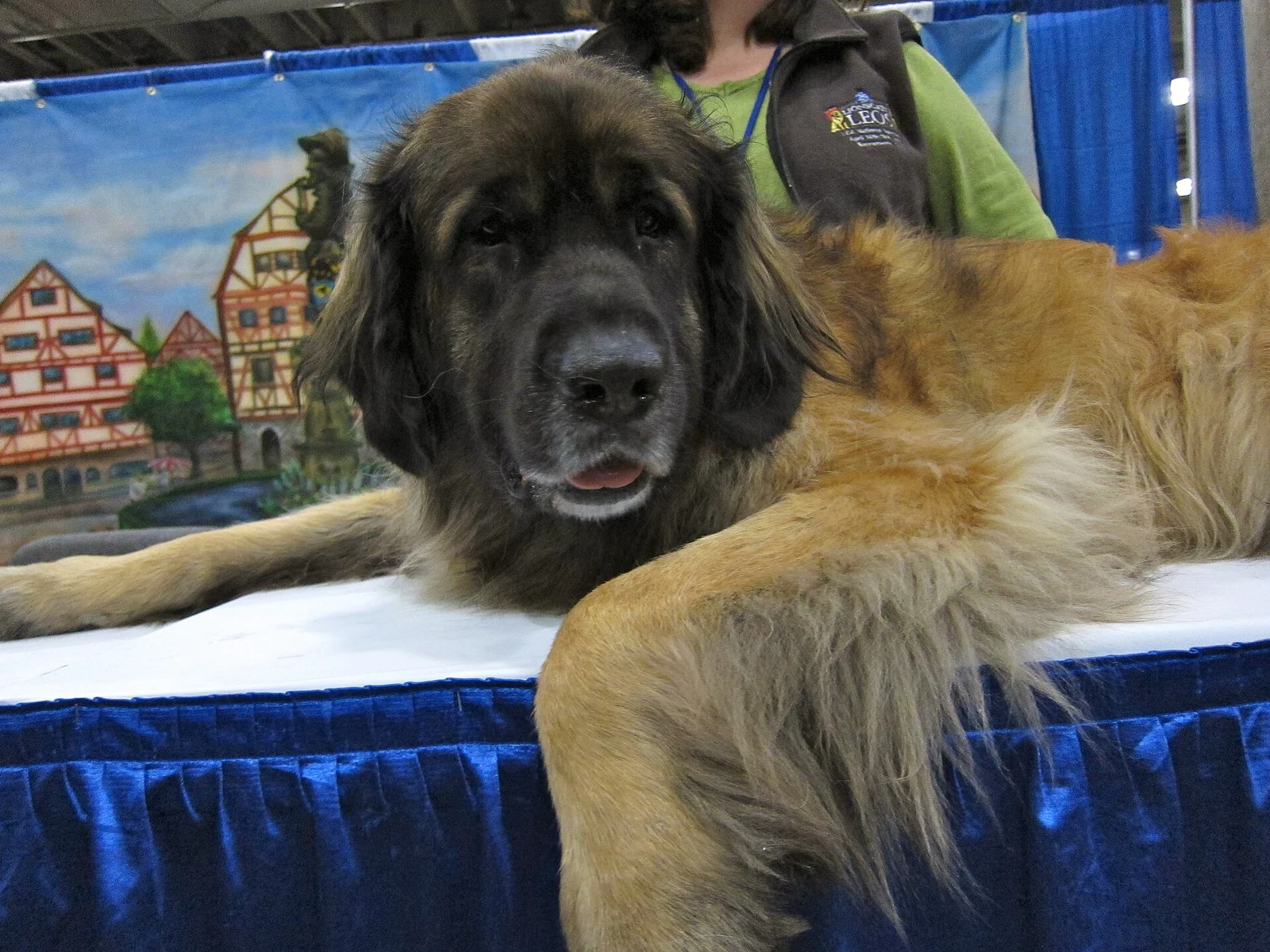 Leonberger liegt auf einem Tisch und schaut zur Kamera.