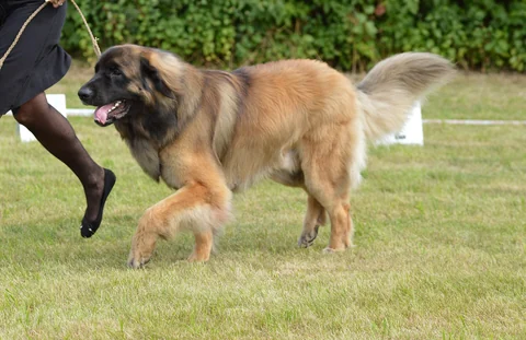 Leonberger in seitlicher Ganzkörperansicht bei einer Hundeausstellung.