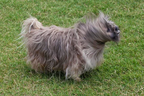 Lhasa Apso schüttelt sich auf einer Wiese.