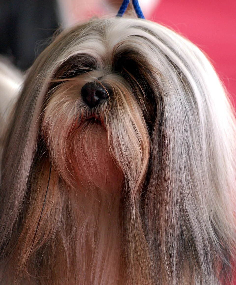 Lhasa Apso mit langem Gesichtshaar im Porträt.