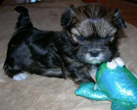 Lhasa-Apso-Welpe mit Spielzeug auf einem Teppich.