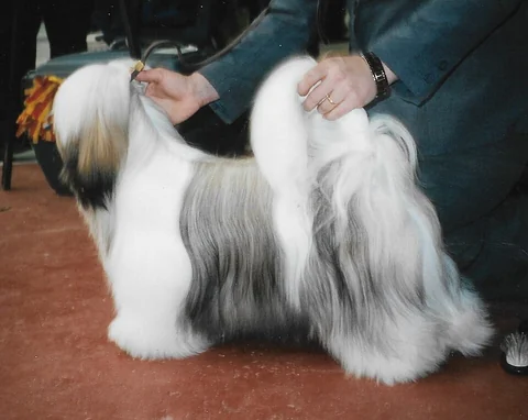 Lhasa Apso mit bodenlangem Fell in seitlicher Ganzkörperansicht.