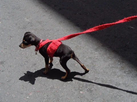 Young Miniature Pinscher walking on a lead in a red harness.