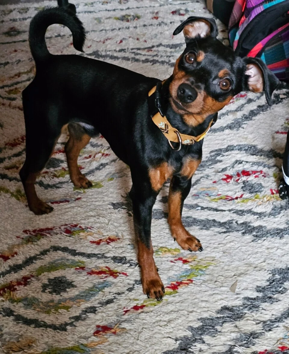 Black-and-tan Miniature Pinscher standing on a rug and looking towards the camera.