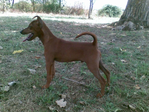 Five-month-old red Miniature Pinscher standing side-on outdoors.