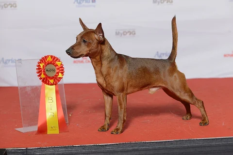 Full side view of a red Miniature Pinscher at a dog show.