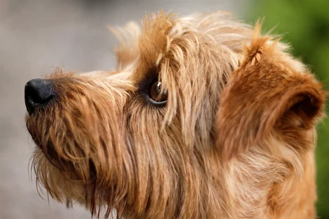 Nahaufnahme von Kopf, Auge und rauem Gesichtshaar eines Norfolk Terriers.
