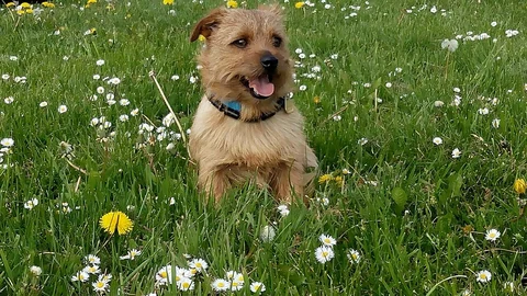 Norfolk Terrier sitzt zwischen Gänseblümchen auf einer Wiese.