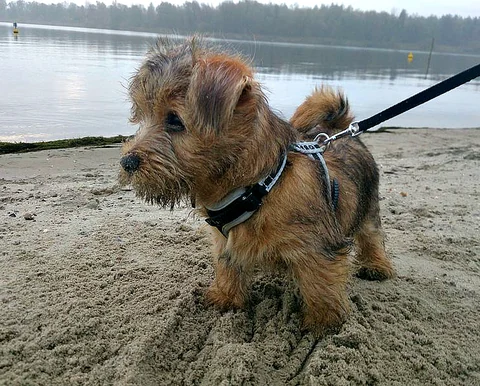 Neun Wochen alter Norfolk-Terrier-Welpe steht mit Geschirr am Sandufer.