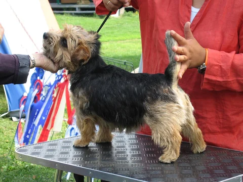 Norfolk Terrier steht seitlich auf einem Ausstellungstisch und wird von Menschen gehalten.