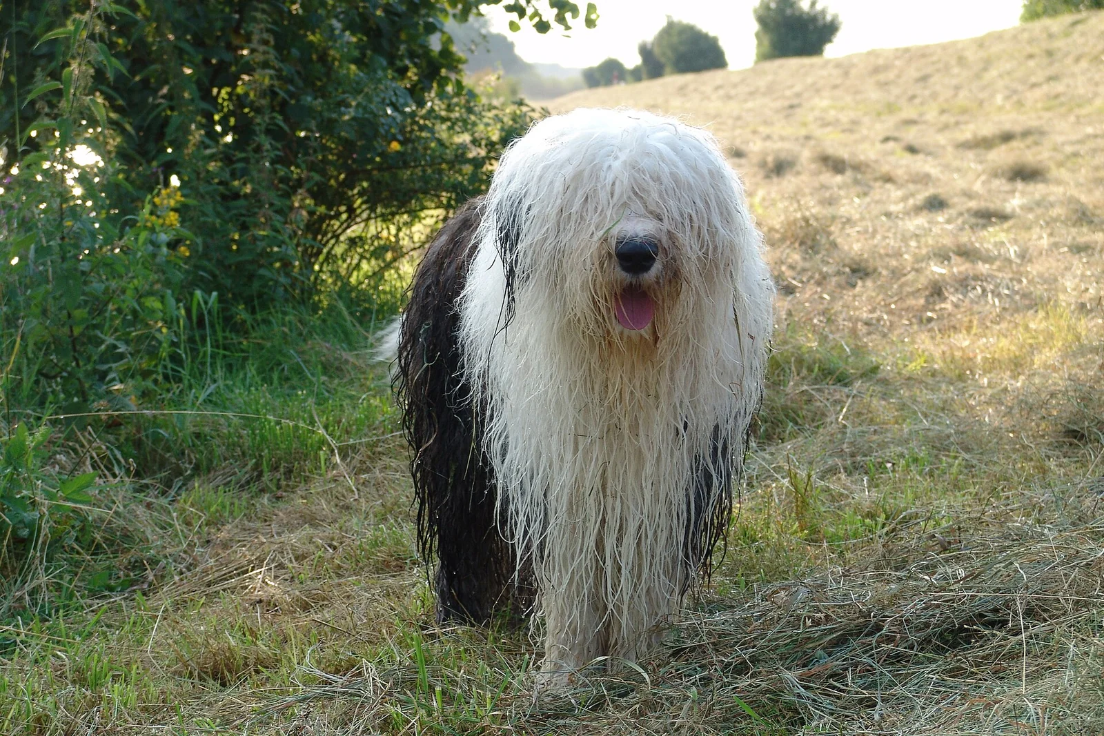 Bobtail mit nassem, langem Fell schaut auf einer Wiese zur Kamera.