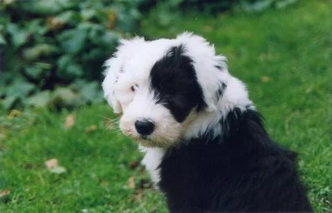Junger Bobtail mit schwarzem und weißem Fell im Porträt.