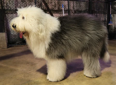 Bobtail in seitlicher Ganzkörperansicht bei einer Hundeausstellung.
