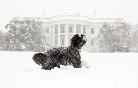 Portuguese Water Dog Bo playing in deep snow.