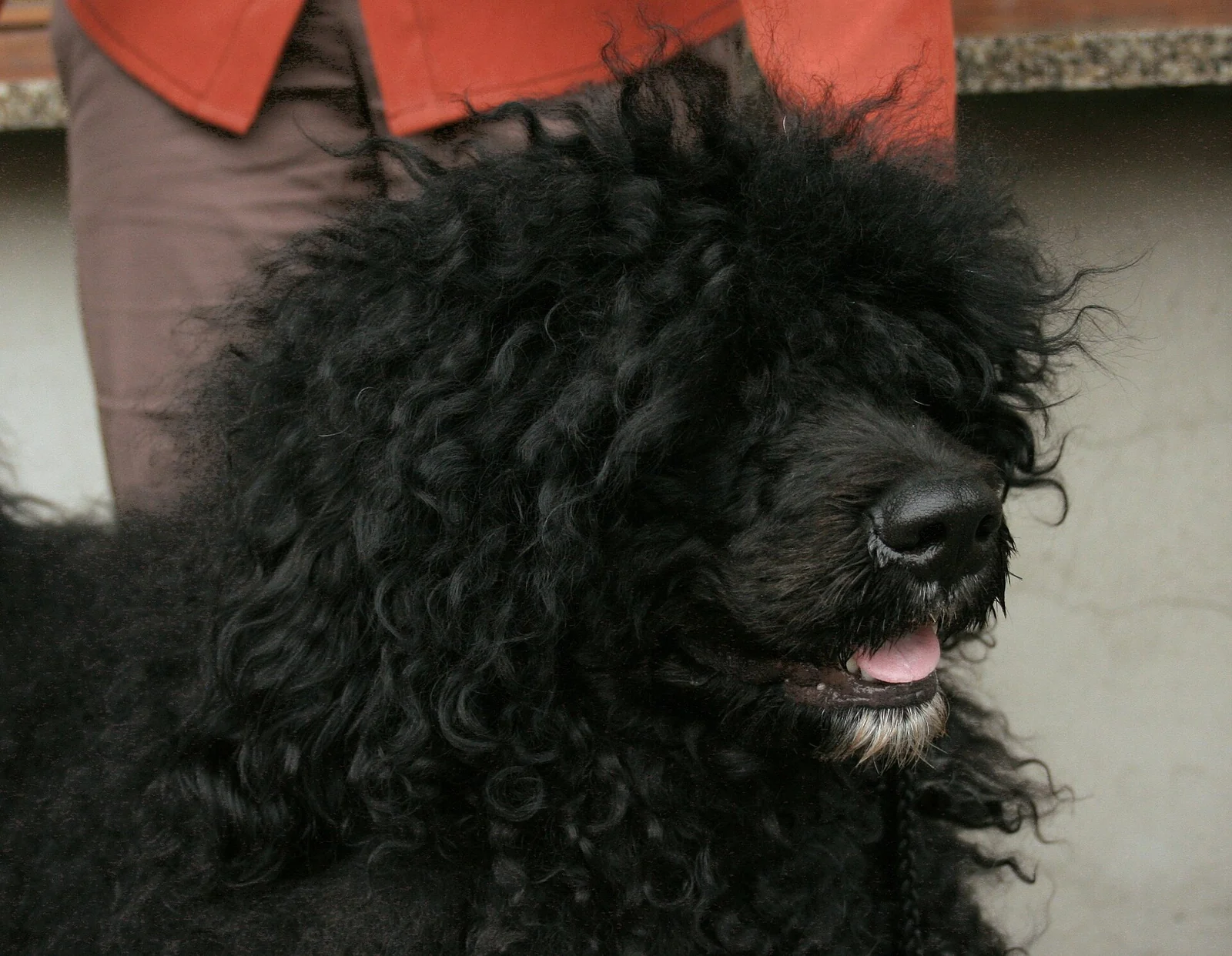 Portrait of a black Portuguese Water Dog.