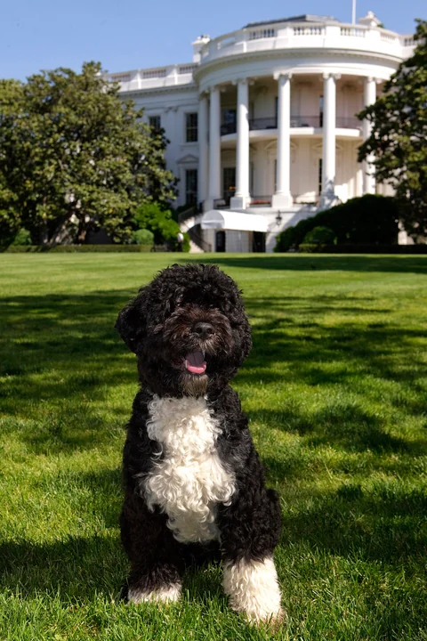 Young Portuguese Water Dog Bo sitting in grass.