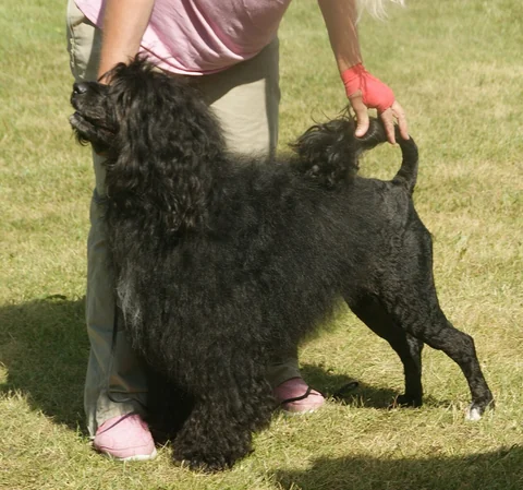 Full side view of a Portuguese Water Dog at a dog show.