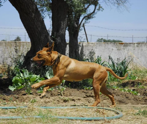 Rhodesian Ridgeback springt beim Rennen über trockenen Boden.