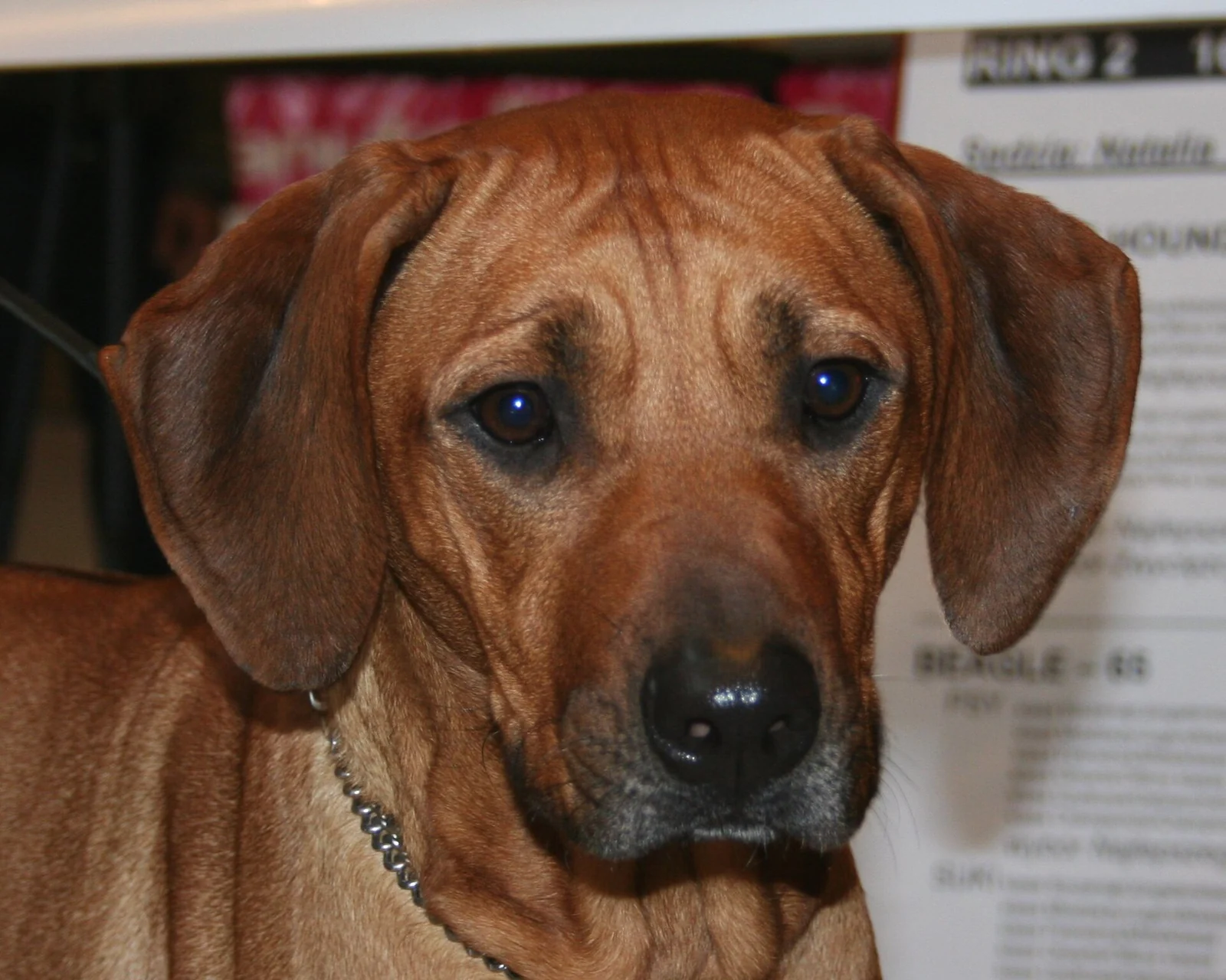 Rhodesian Ridgeback im frontalen Porträt.