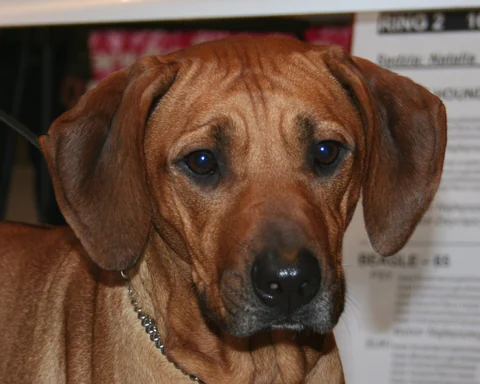 Retrato frontal de un Rhodesian Ridgeback.