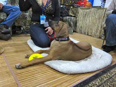Junger Rhodesian Ridgeback auf einer Matte bei einer Ausstellung.