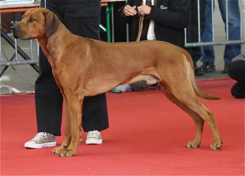 Rhodesian Ridgeback in seitlicher Ganzkörperansicht bei einer Ausstellung.