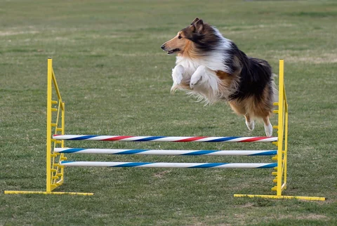 Langhaarcollie springt beim Agility über eine Hürde.