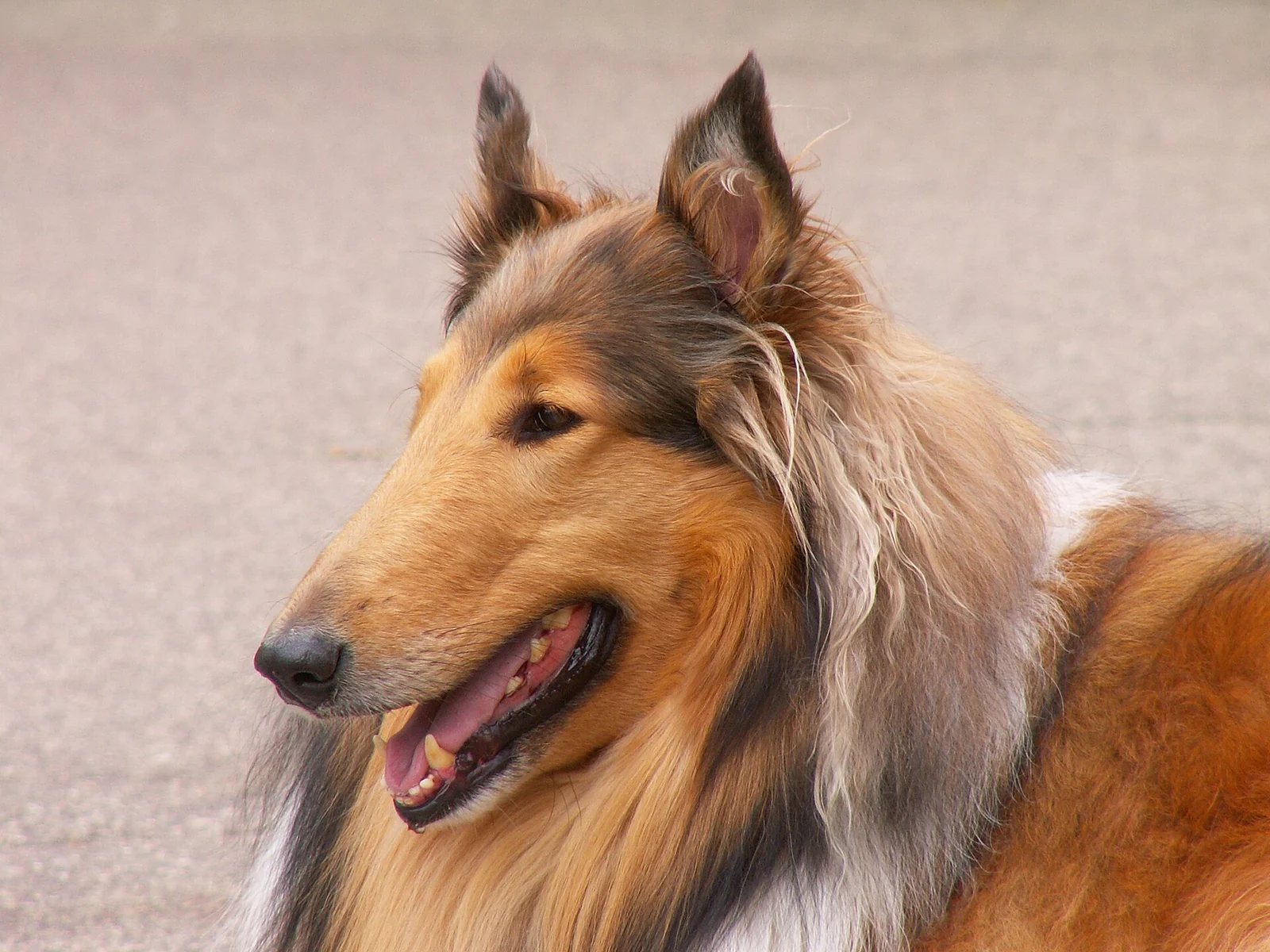 Langhaar Collie mit rotbraunem Fell im Kopfporträt.
