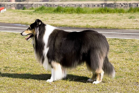 Dreifarbiger Langhaar Collie steht seitlich auf einer Wiese.