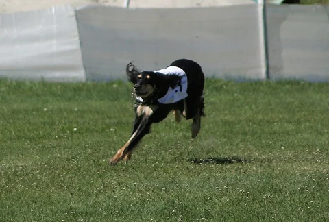 Saluki rennt bei einem Windhundrennen über eine Wiese.