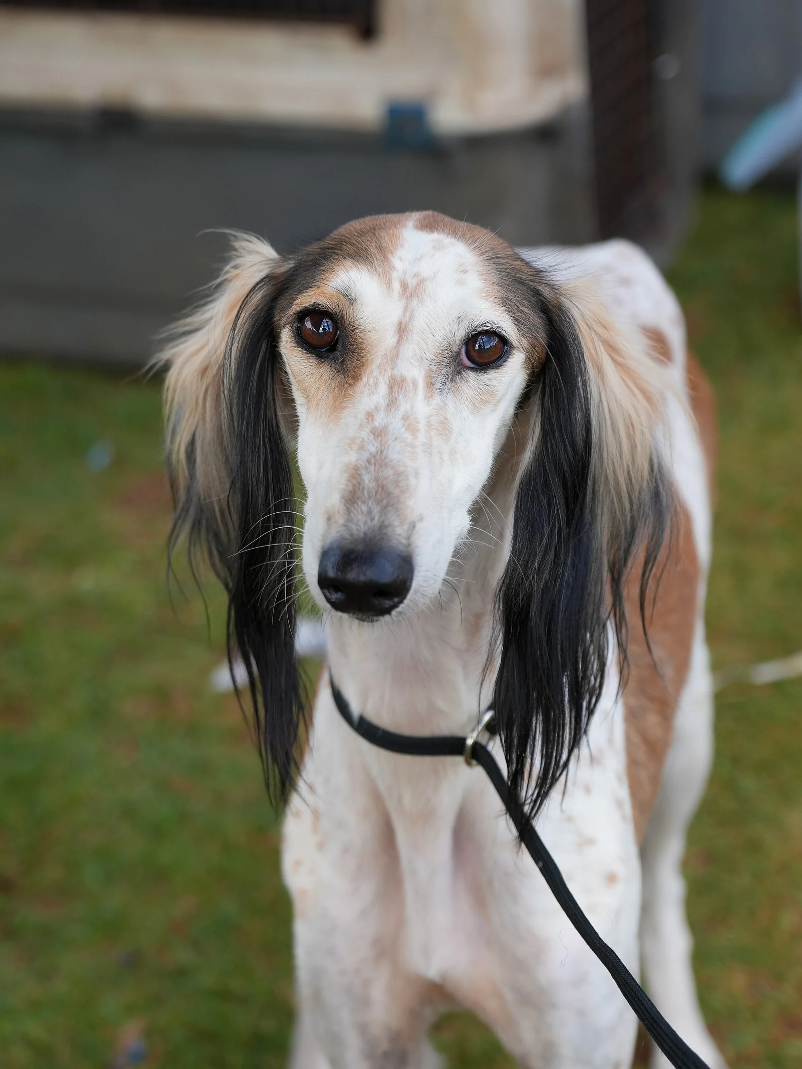 Saluki mit lang behaarten Ohren im Porträt.
