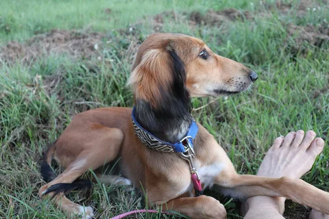 Junger Saluki liegt auf einer Wiese und legt die Vorderpfoten auf das Bein eines Menschen.