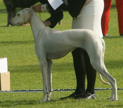 Saluki in seitlicher Ganzkörperansicht bei einer Ausstellung.