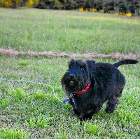 Scottish Terrier läuft an der Leine über eine Wiese.