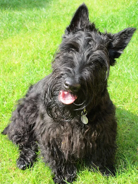 Schwarzer Scottish Terrier sitzt auf einer Wiese und schaut zur Kamera.