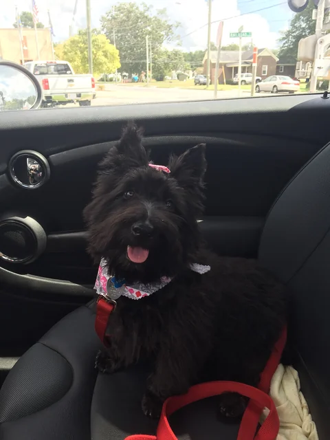 Junger Scottish Terrier sitzt auf einem Autositz.