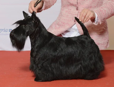 Scottish Terrier mit schwarzem Fell in seitlicher Ganzkörperansicht.