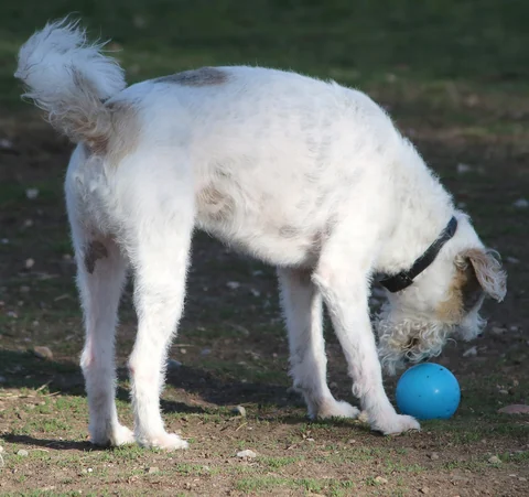 Soft Coated Wheaten Terrier beschnuppert einen blauen Ball.