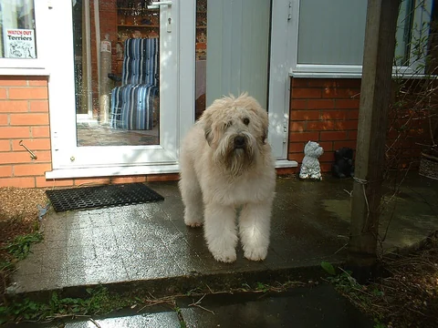Terrier irlandés de pelo suave de pelaje claro junto a una puerta de entrada.