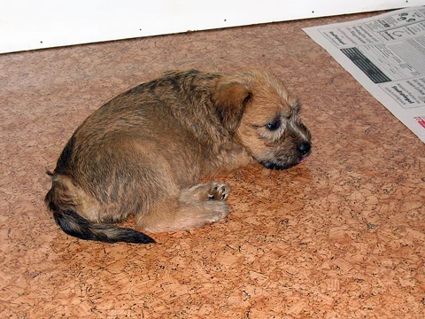 Junger Soft Coated Wheaten Terrier liegt auf einem Korkboden.