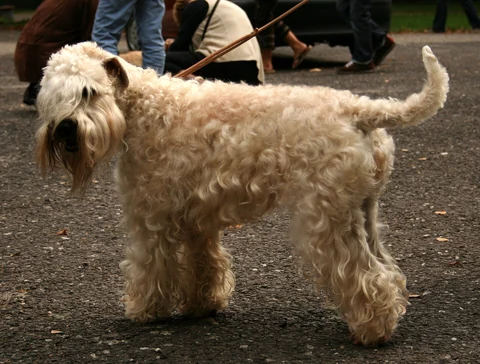 Soft Coated Wheaten Terrier in seitlicher Ganzkörperansicht bei einer Ausstellung.