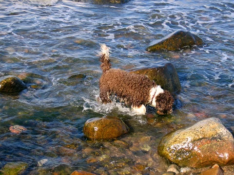 Spanischer Wasserhund watet zwischen Steinen durch flaches Wasser.
