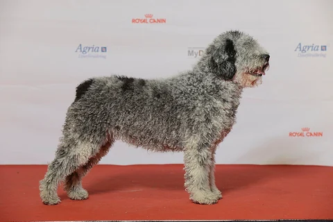 Spanischer Wasserhund in seitlicher Ganzkörperansicht bei einer Ausstellung.